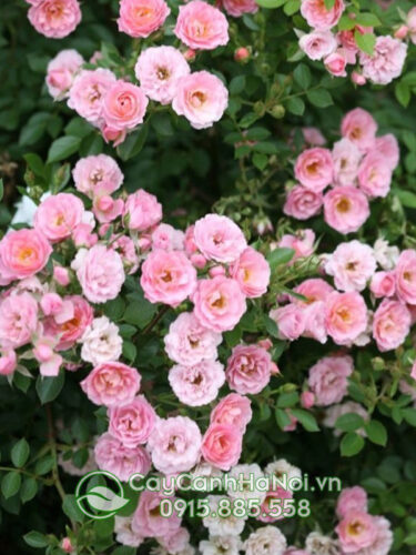 Hoa leo màu hồng (hoa dây leo màu hồng)