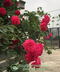 Hoa hồng tường vi (giống hồng tường vi)