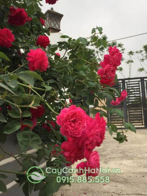 Hoa hồng tường vi (giống hồng tường vi)