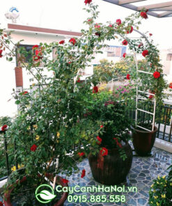Kỹ thuật trồng cây hoa hồng leo trong chậu (hoa hồng leo pháp trong chậu)