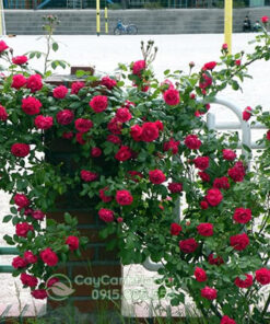 Kỹ thuật trồng hoa hồng leo pháp (hướng dẫn trồng hoa hồng leo pháp)