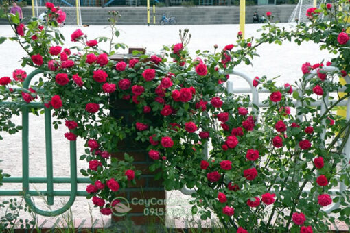 Kỹ thuật trồng hoa hồng leo pháp (hướng dẫn trồng hoa hồng leo pháp)
