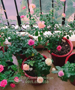 Hoa hồng trồng ban công chung cư (hoa hồng leo ban công chung cư)
