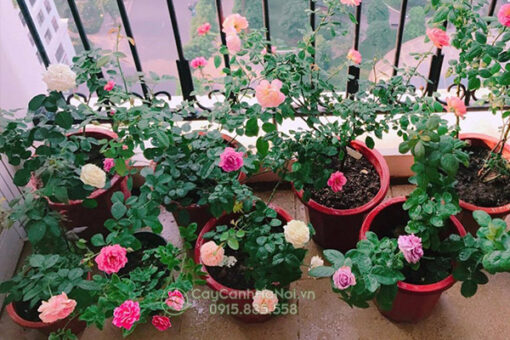 Hoa hồng trồng ban công chung cư (hoa hồng leo ban công chung cư)