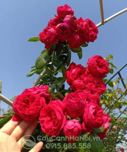Hoa hồng leo pháp màu đỏ