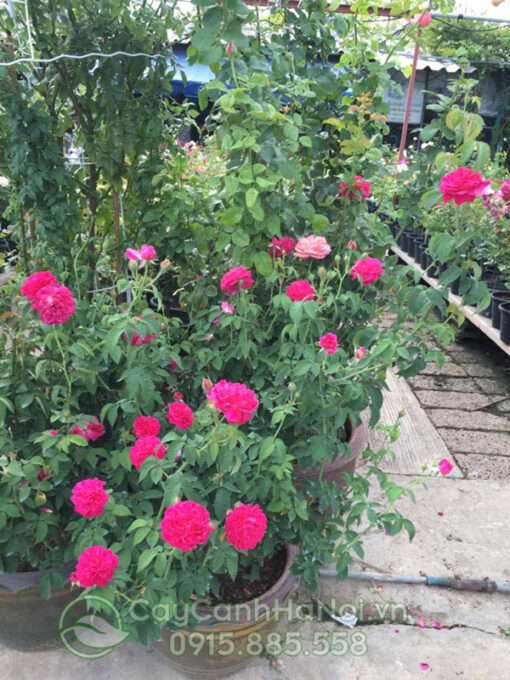 Vườn hoa hồng leo đẹp