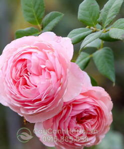 Hoa hồng Heritage Rose (hồng leo Tuyết Hương)