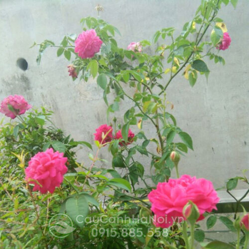 Cây hoa hồng leo tường vi (cây hồng leo tường vi)
