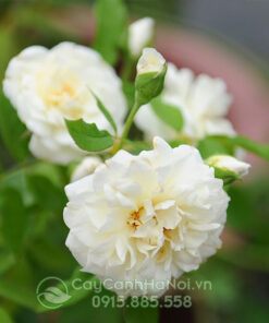 Hoa hồng leo ngoại màu trắng (hồng leo trắng pháp)