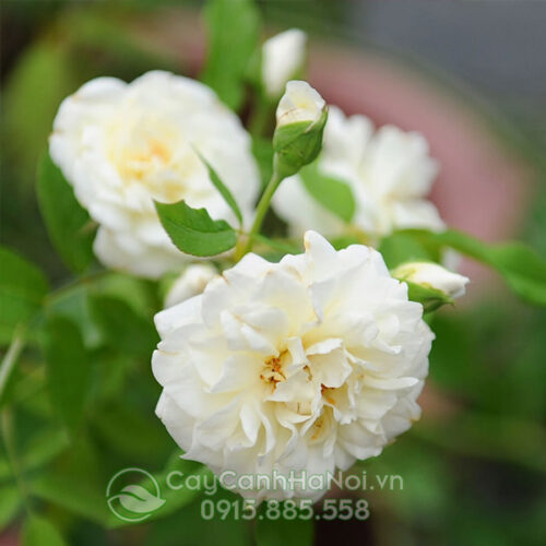 Hoa hồng leo ngoại màu trắng (hồng leo trắng pháp)