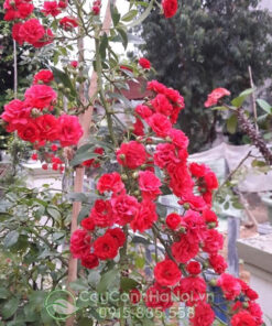 Hoa hồng leo chùm đỏ
