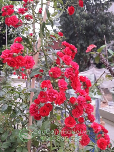 Hoa hồng leo chùm đỏ