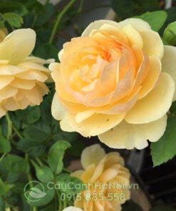 Hồng leo ngoại màu vàng – cây hoa hồng leo pháp màu vàng (hoa hồng leo ngoại màu vàng)