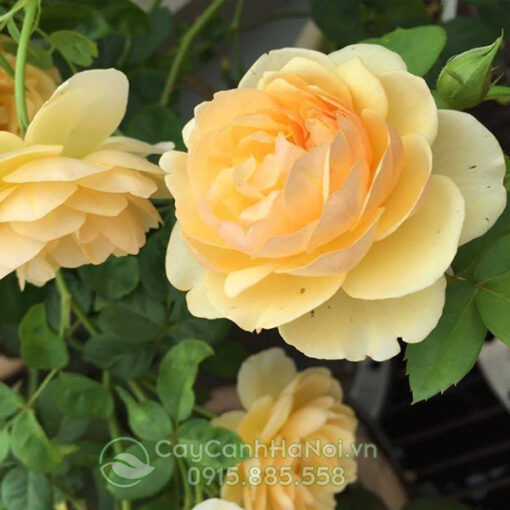 Hồng leo ngoại màu vàng – cây hoa hồng leo pháp màu vàng (hoa hồng leo ngoại màu vàng)