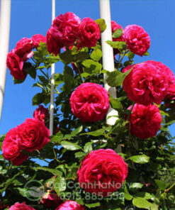 hồng leo màu hồng đậm, hoa hồng leo màu hồng đậm (hoa hồng leo hồng)