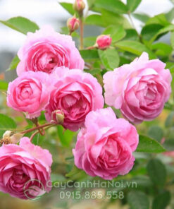 Hoa hồng leo mary rose