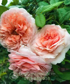 Hoa hồng abraham rose