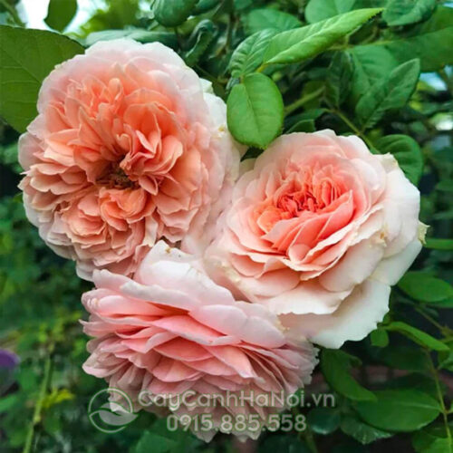 Hoa hồng abraham rose
