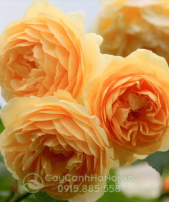Hoa hồng leo vàng golden celebration