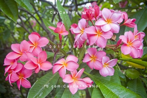 Cây hoa sứ, Hoa Đại Cây hoa sứ, Hoa Đại