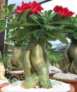 Cách trồng và chăm sóc cây hoa sứ Thái
