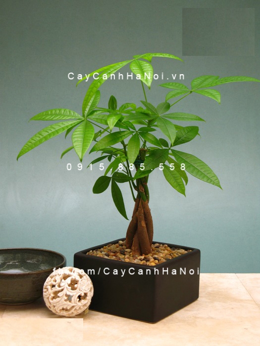 cay kim ngan xoan de ban