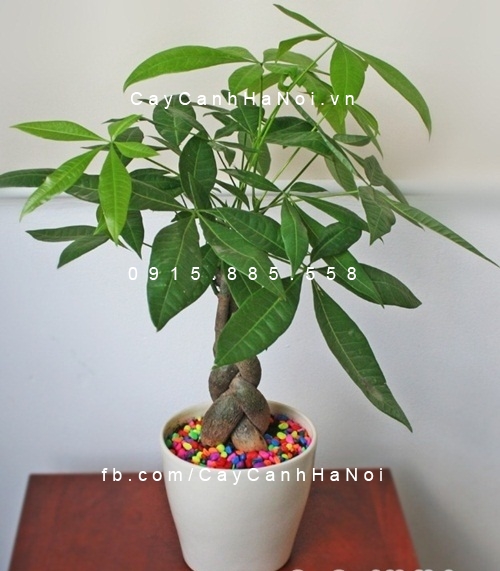 cây kim ngân xoắn trồng nước, thủy canh (2) cây kim ngân xoắn trồng nước, thủy canh (2)