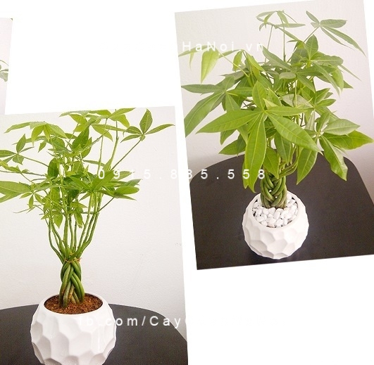 cây kim ngân xoắn trồng nước, thủy canh (3) cây kim ngân xoắn trồng nước, thủy canh (3)
