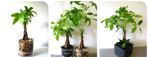 cây kim ngân xoắn trồng nước, thủy canh (4) cây kim ngân xoắn trồng nước, thủy canh (4)