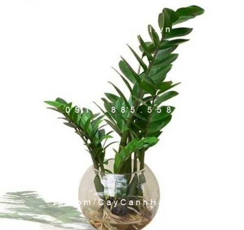 Cây cho người Tuổi Tý 1 cây kim tiền hợp với người tuổi tý
