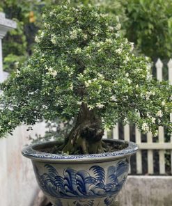 Cây nguyệt quế lá nhỏ bonsai
