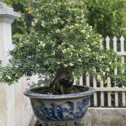 Cây nguyệt quế lá nhỏ bonsai
