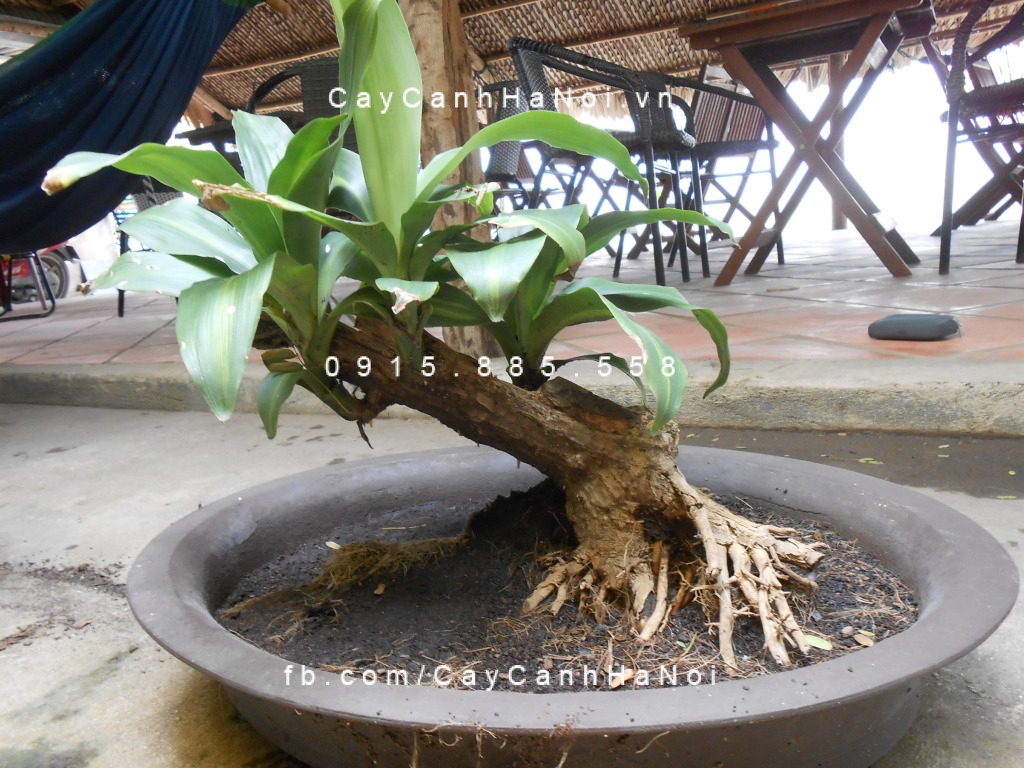 cây phát tài Việt Nam (2) cây phát tài Việt Nam (2)