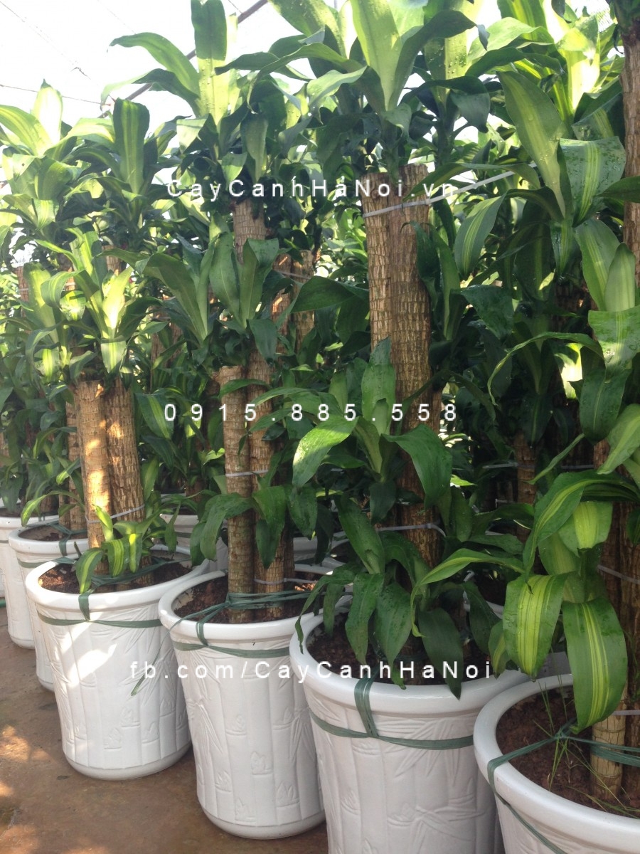 cây phát tài Việt Nam (4) cây phát tài Việt Nam (4)