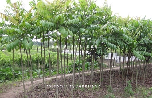Cây sấu Cây sấu