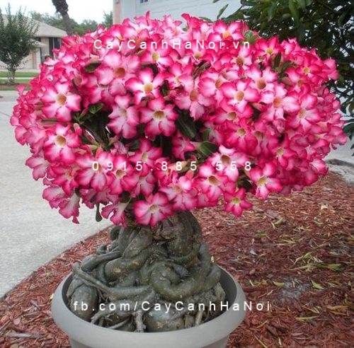 cây sứ thái hoa đỏ (3) cây sứ thái hoa đỏ (3)