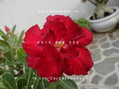 cây sứ thái hoa đỏ (4) cây sứ thái hoa đỏ (4)