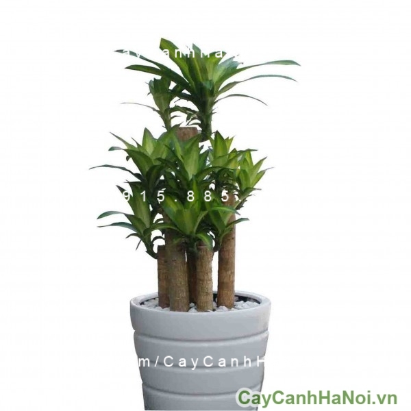 thiết mộc lan may mắn
