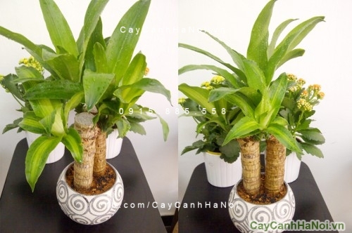 cây phát tài để bàn