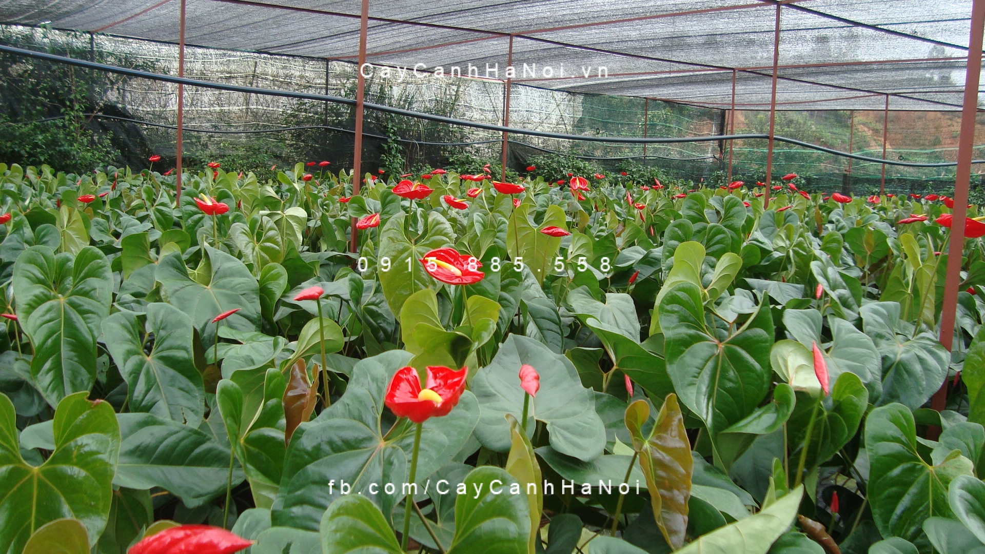 cây tiểu hồng môn (3) cây tiểu hồng môn (3)