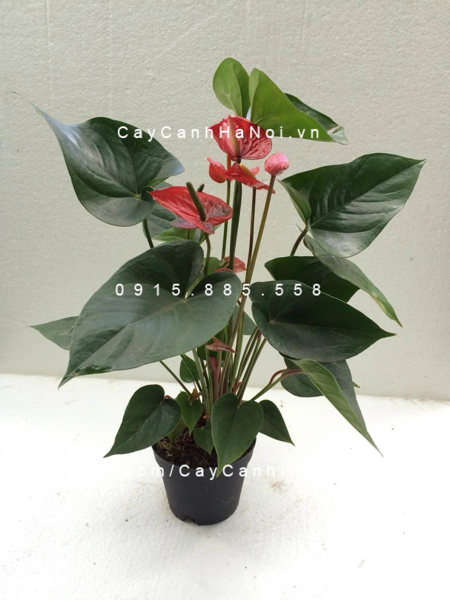 cây tiểu hồng môn (4) cây tiểu hồng môn (4)