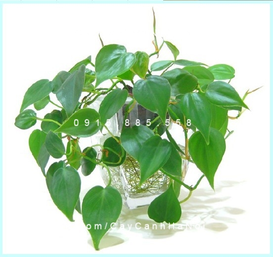 Cây cho người Tuổi Ngọ Cây cho người Tuổi Ngọ