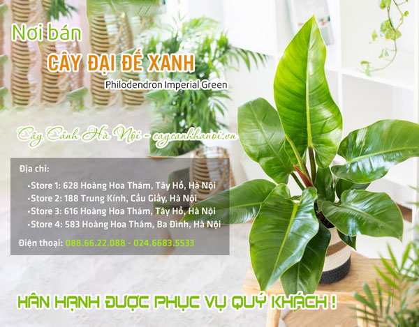 Cửa hàng bán cây đại đế xanh tại Hà Nội