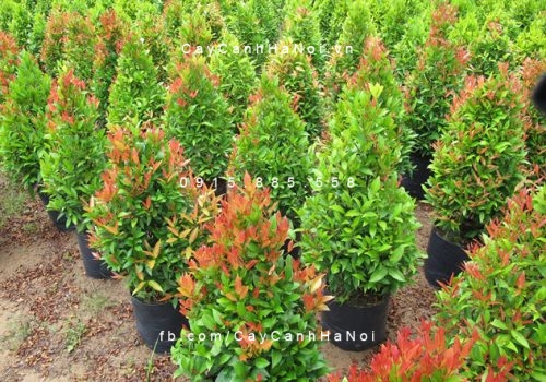 cây hồng lộc cây hồng lộc