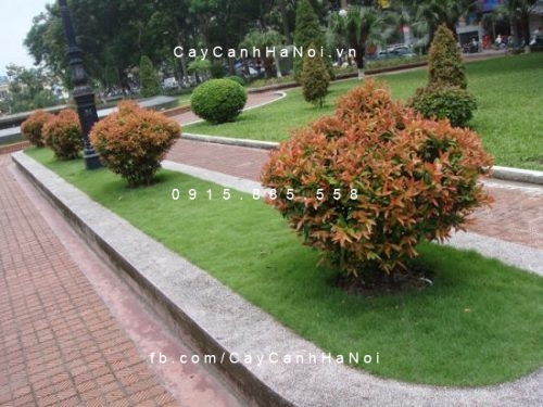 cây hồng lộc cây hồng lộc