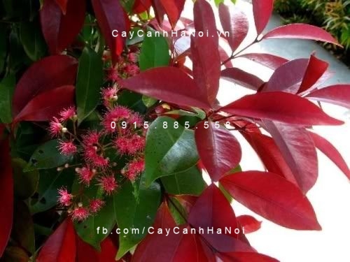 cây hồng lộc cây hồng lộc