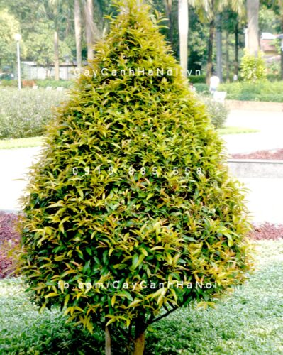 cây hồng lộc cây hồng lộc
