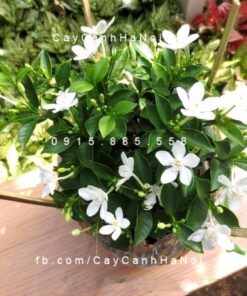 Cây mai vạn phúc