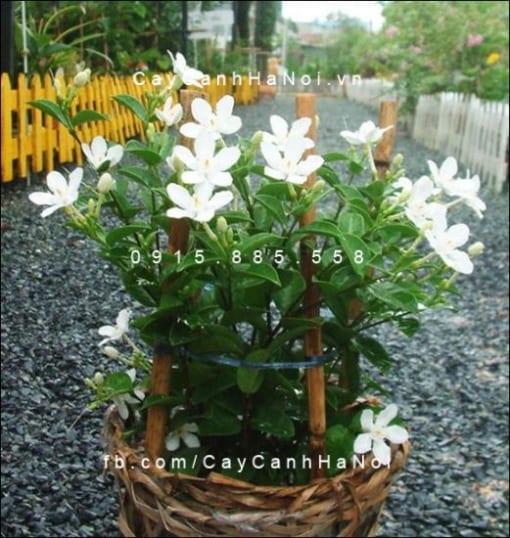 Cây mai vạn phúc