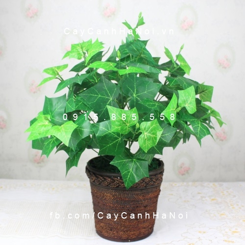 Cây thường xuân cây thường xuân